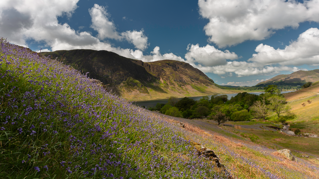 buttermere bluebells by joemurphyphotography