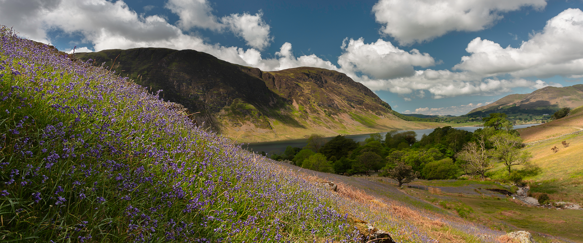 buttermere bluebells by joemurphyphotography