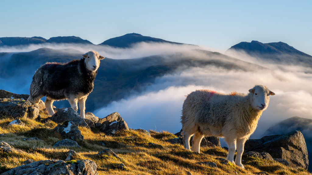 herdy’s on high grag by jason way photography